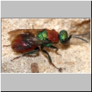 Hedychrum nobile - Sand-Goldwespe 06b.jpg